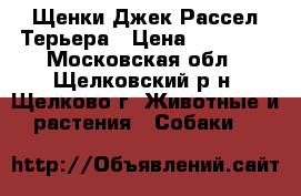 Щенки Джек Рассел Терьера › Цена ­ 20 000 - Московская обл., Щелковский р-н, Щелково г. Животные и растения » Собаки   
